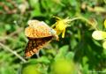 Euphydryas aurinia (Nazugum)