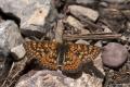 Euphydryas aurinia (Nazugum)