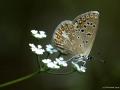 Polyommatus cornelius (Çokgözlü Küçük Turanmavisi)