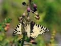 Zerynthia cerisyi (Ormanfistosu)