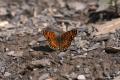 Melitaea ornata ()