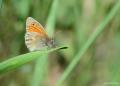 Coenonympha pamphilus (Küçük Zıpzıp Perisi)
