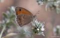 Coenonympha pamphilus (Küçük Zıpzıp Perisi)