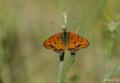 Melitaea persea (İranlı İparhan)