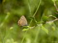 Satyrium pruni (Siyaherik, Karaerik Sevbenisi)