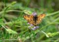 Melitaea ornata ()