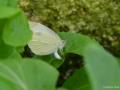Pieris rapae (Küçük Beyazmelek)