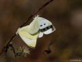 Pieris rapae (Küçük Beyazmelek)