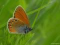 Coenonympha leander (Rus Zıpzıp Perisi)