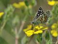 Pyrgus sidae (Sarıbandlı Zıpzıp)