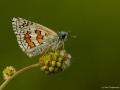 Pyrgus sidae (Sarıbandlı Zıpzıp)