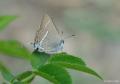 Satyrium spini (Güzel Sevbeni)