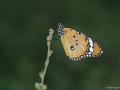 Danaus chrysippus (Sultan)