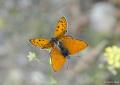 Lycaena thersamon (Küçükateşgüzeli)