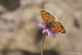 Melitaea  syriaca ()