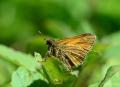 Ochlodes venatus (Orman Zıpzıpı)
