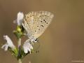 Polyommatus cornelius (Çokgözlü Küçük Turanmavisi)