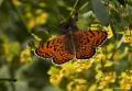 Melitaea arduinna (Türkistan İparhanı)