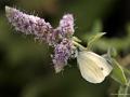 Pieris pseudorapae (Yalancı Beyazmelek)