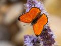 Lycaena kefersteinii (Alevateşgüzeli)