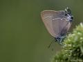 Satyrium zabni (Mavi Benekli Sevbeni)